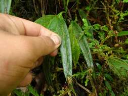 Image of Pleurothallis ruscaria Luer