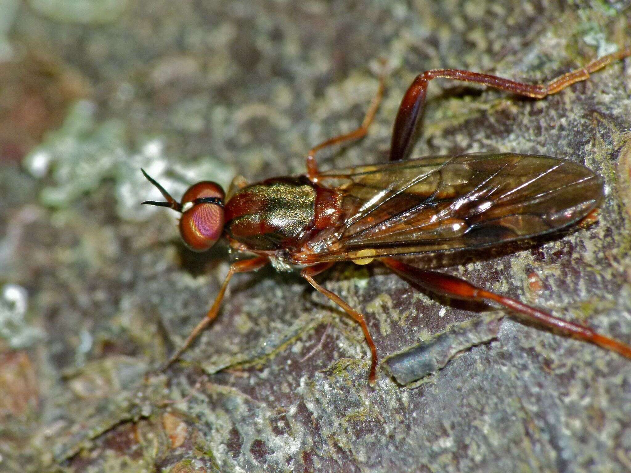 Image of Benhamyia straznitzkii (Nowicki 1875)