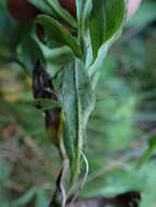 Image of Myosotis nemorosa Besser