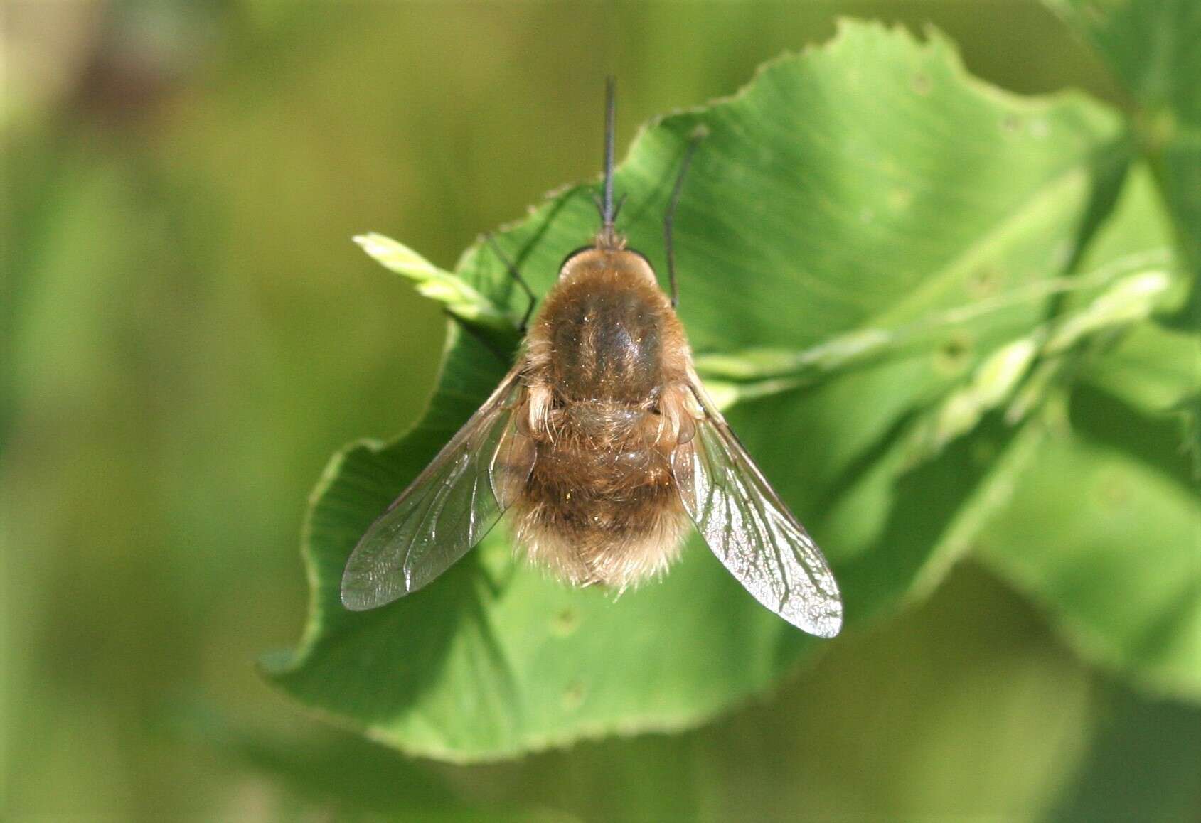 Sivun Bombylius posticus Fabricius 1805 kuva