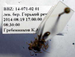 Image of Myrmica bergi Ruzsky 1902