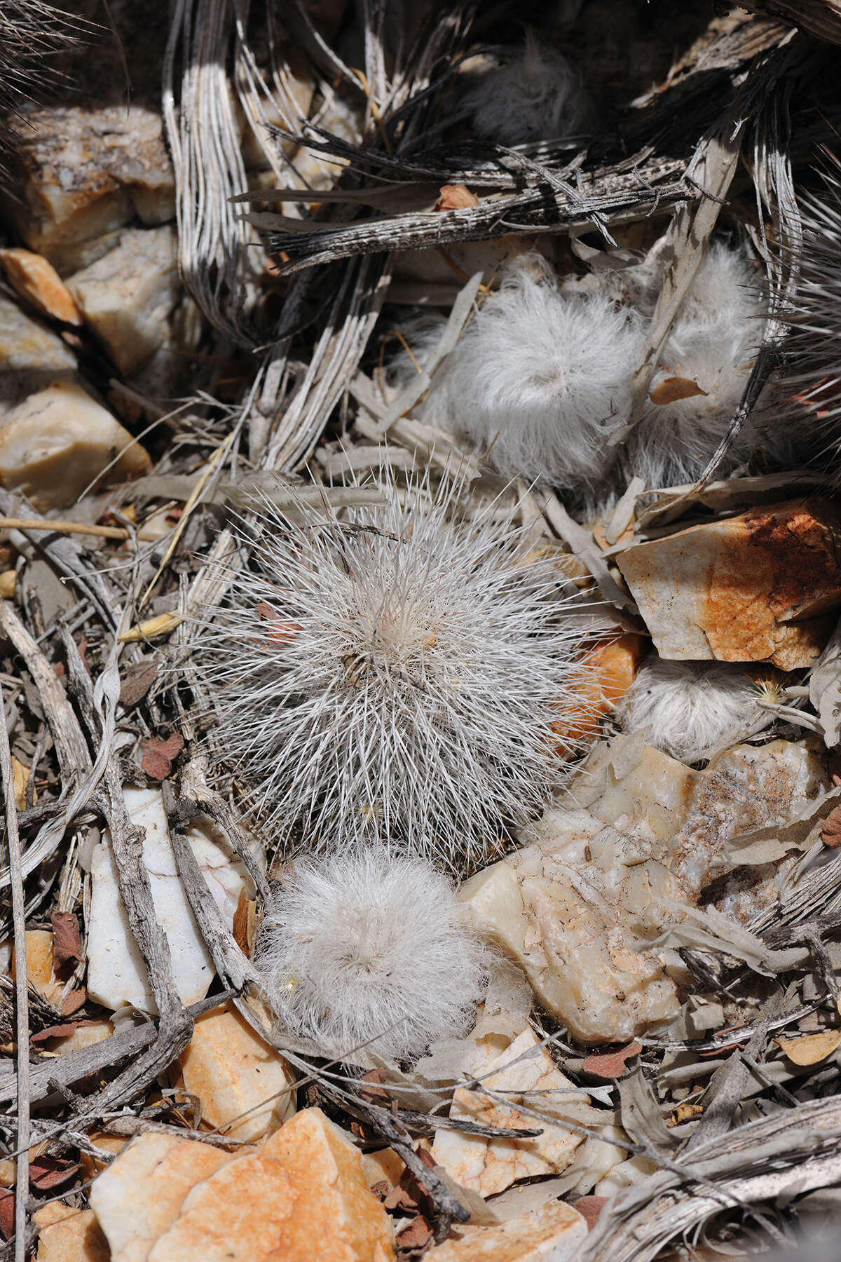 Image of Echinocereus canus