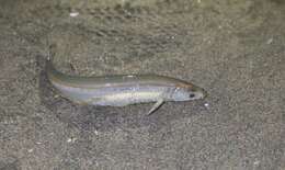 Image de Grunion