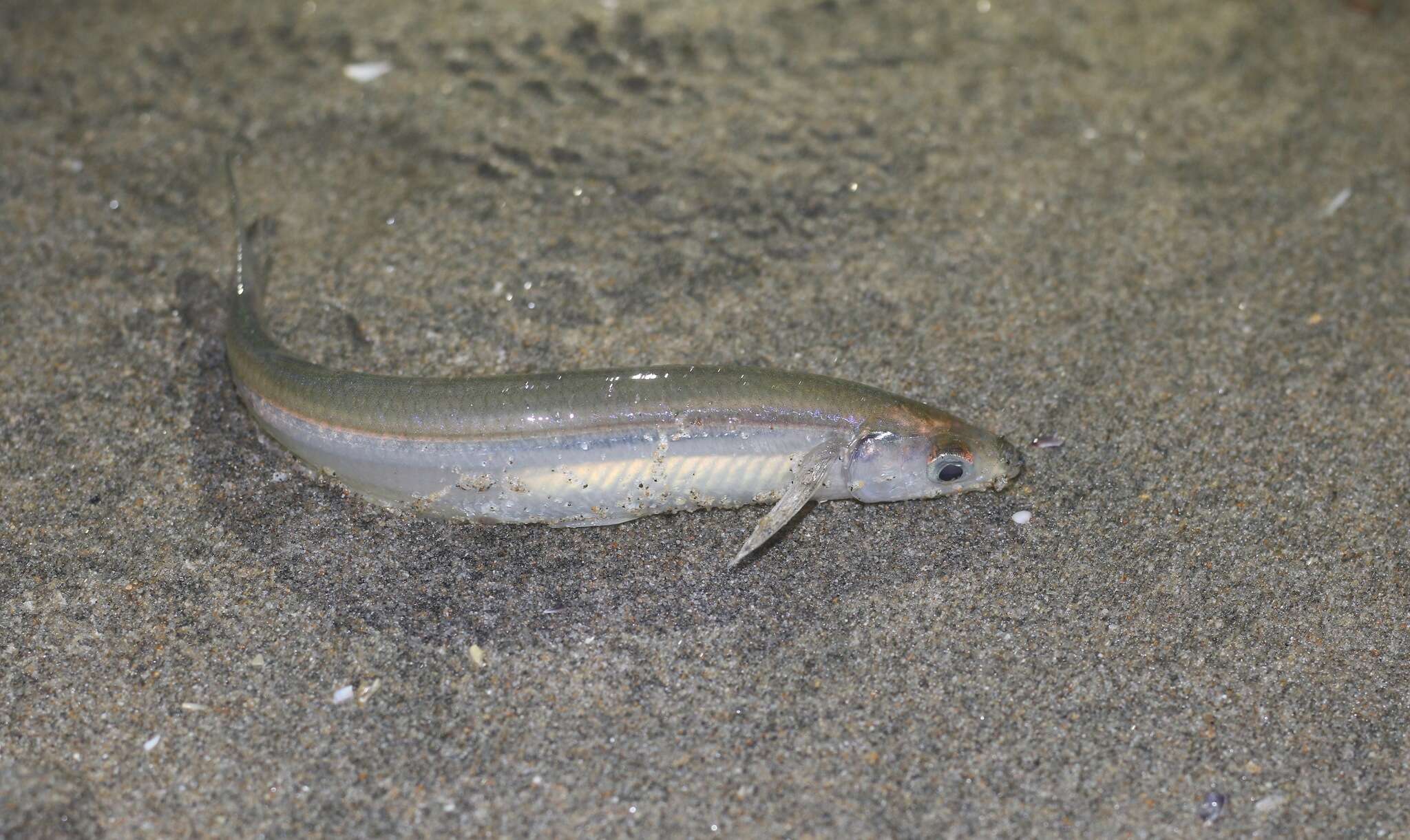 Image de Grunion