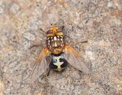 Image of Microtropesa nigricornis Macquart 1851