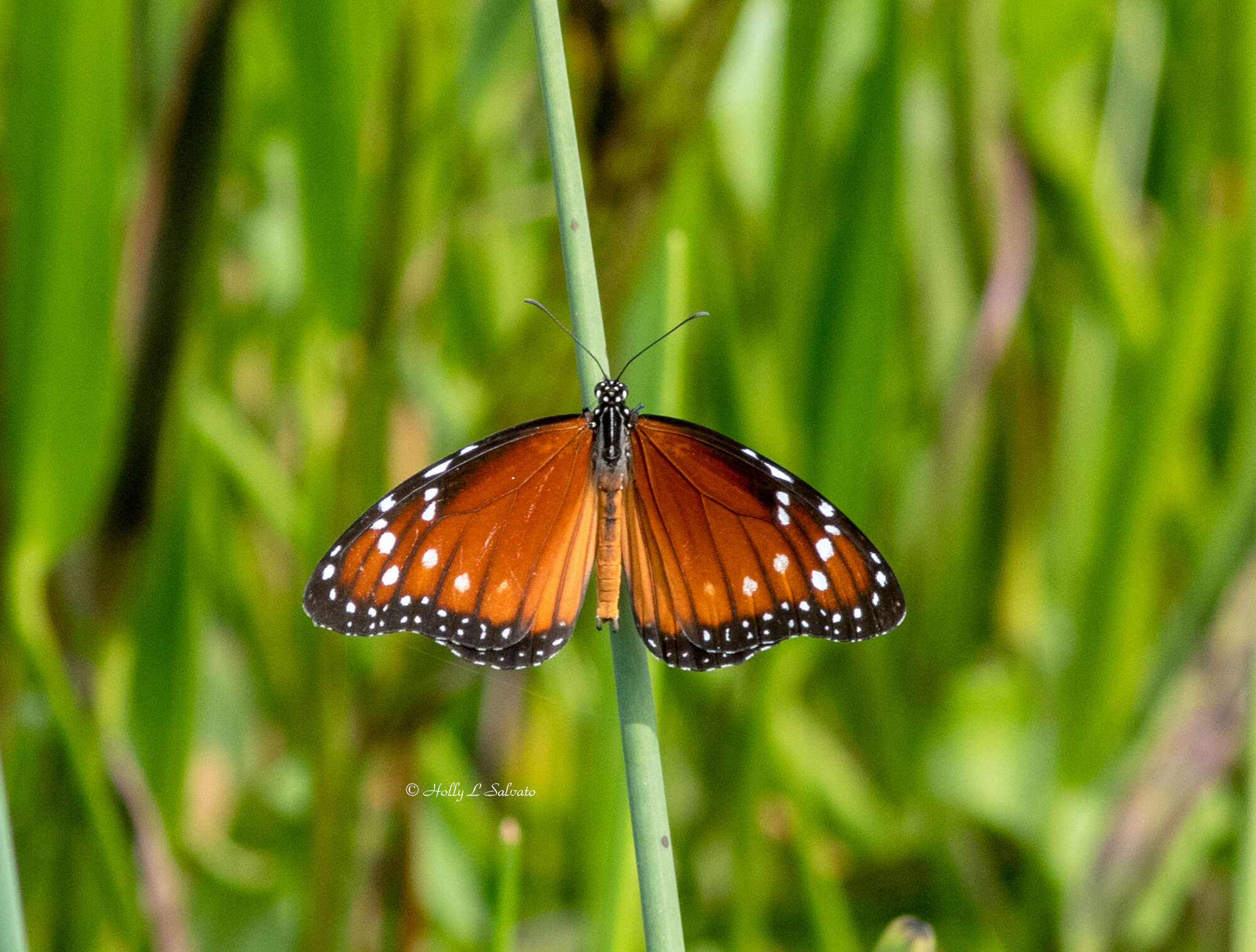 Image of Danaus (Anosia) eresimus subsp. tethys Forbes 1943