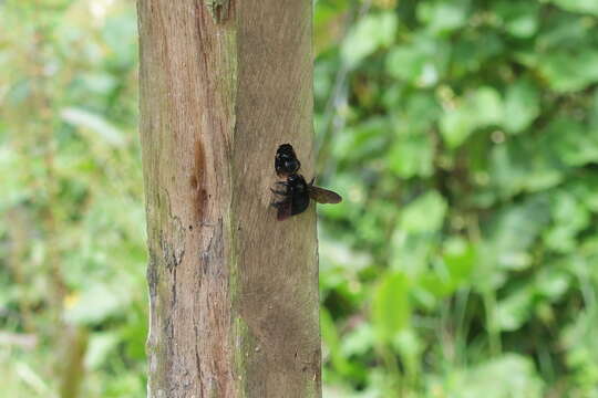 Xylocopa lachnea Moure 1951 resmi