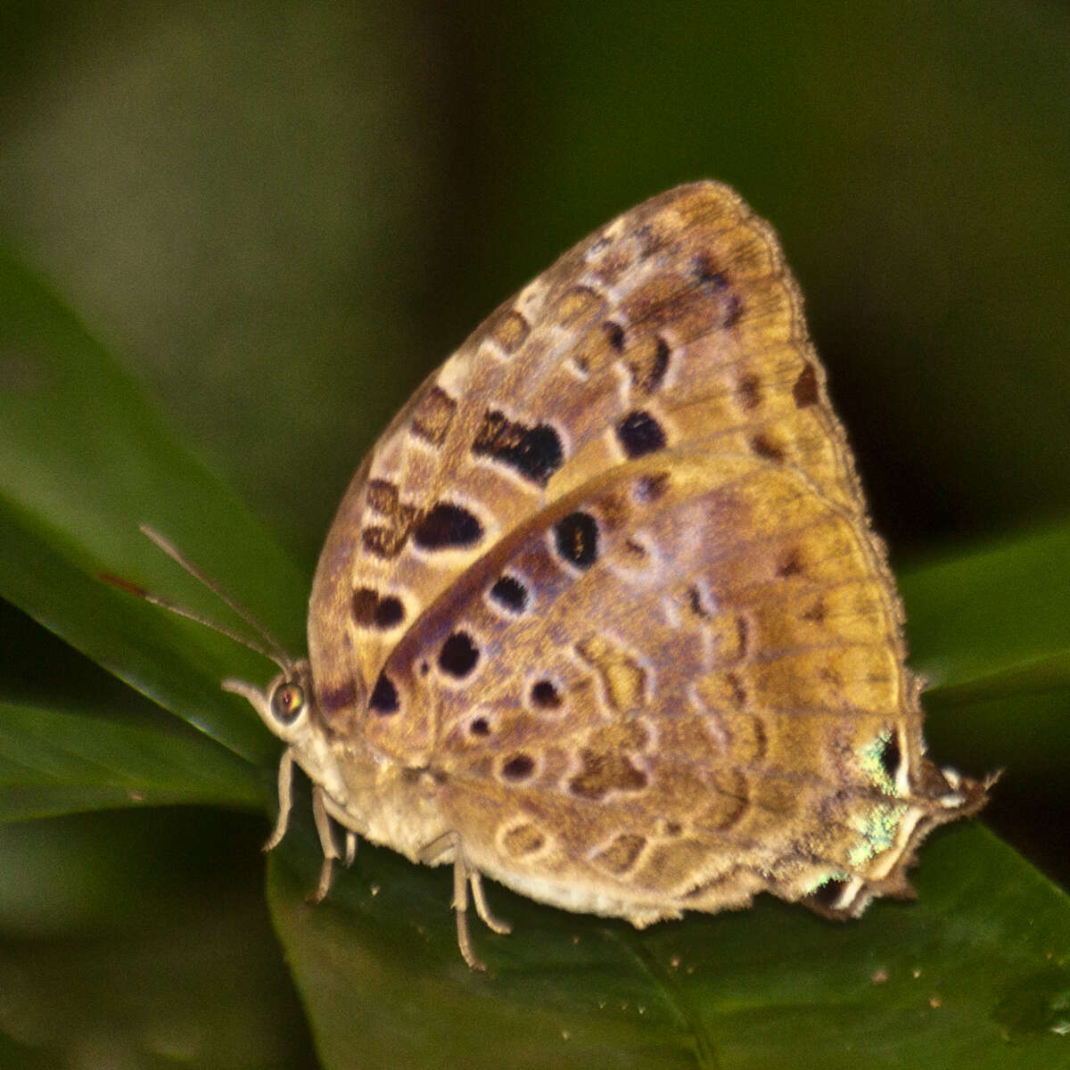 Image de Arhopala anthelus (Westwood (1852))