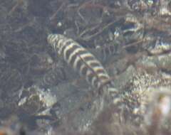 Image of Zebra perch