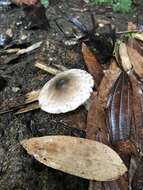 Image of straw mushroom