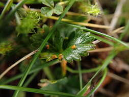 Слика од Phragmidium sanguisorbae (DC.) J. Schröt. 1887