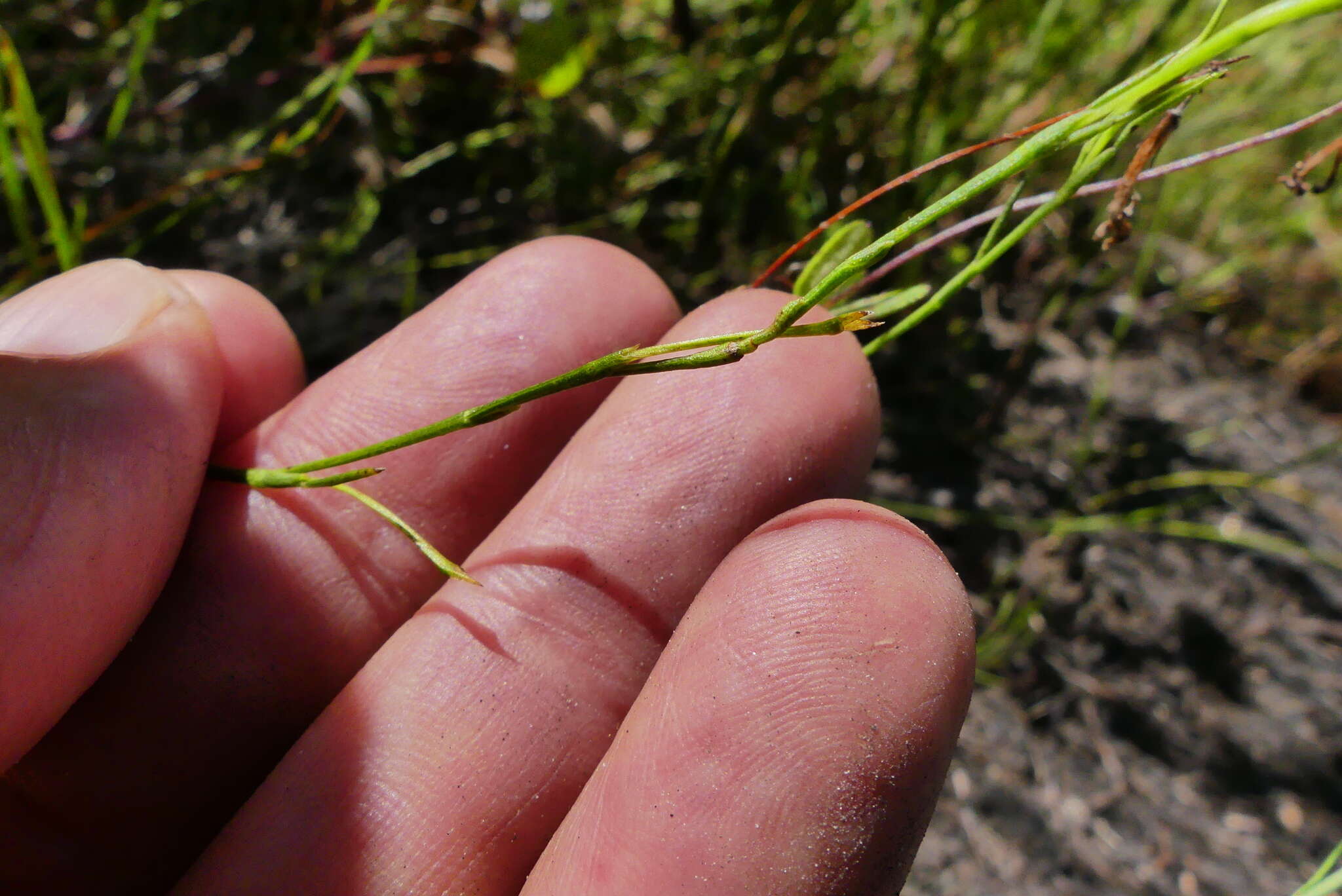 Image of Psoralea trullata C. H. Stirt.