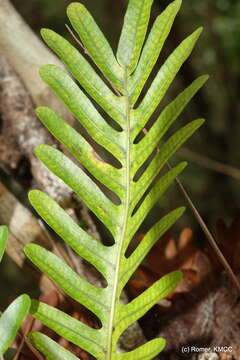 Aglaomorpha willdenowii (Bory) Hovenkamp & S. Linds.的圖片