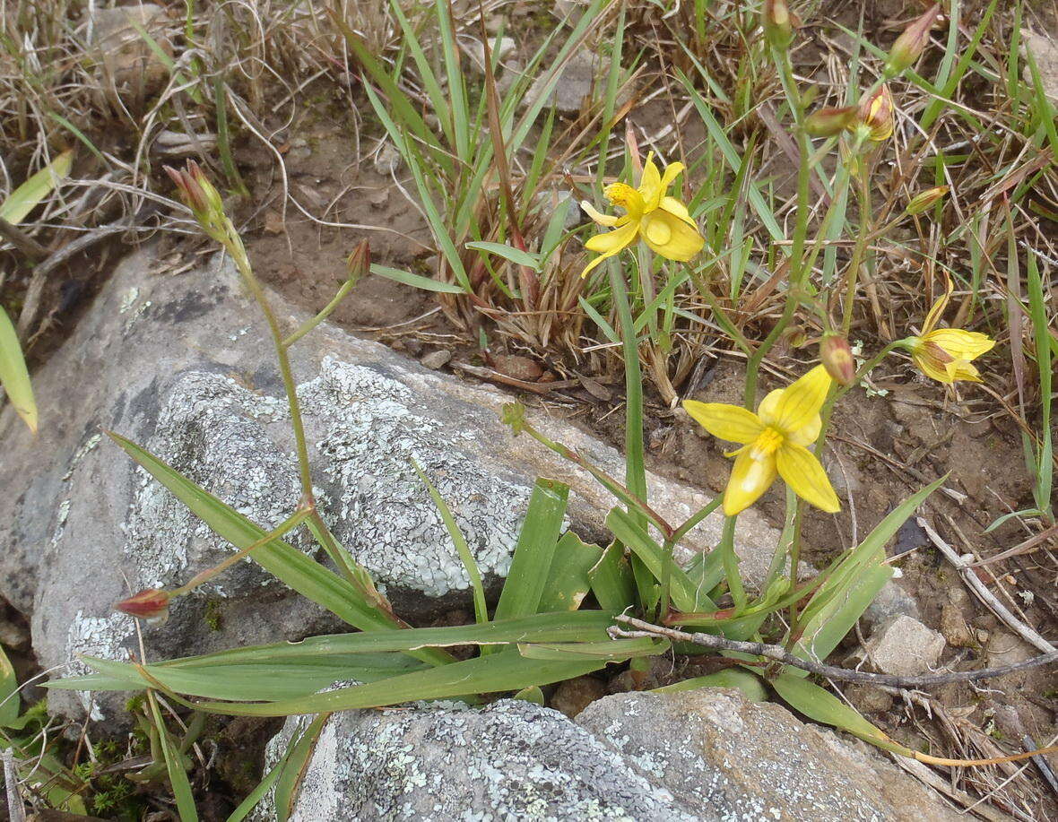 Sivun Cyanella lutea subsp. lutea kuva