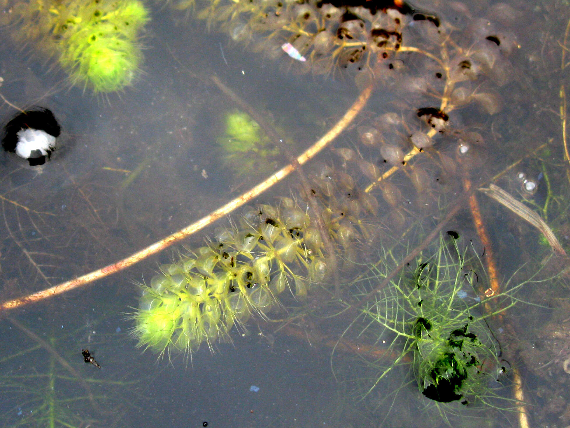 Image of Common Aldrovanda