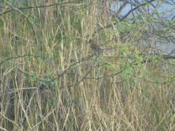 Image of Clamorous Reed Warbler