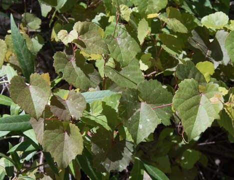 Image of canyon grape