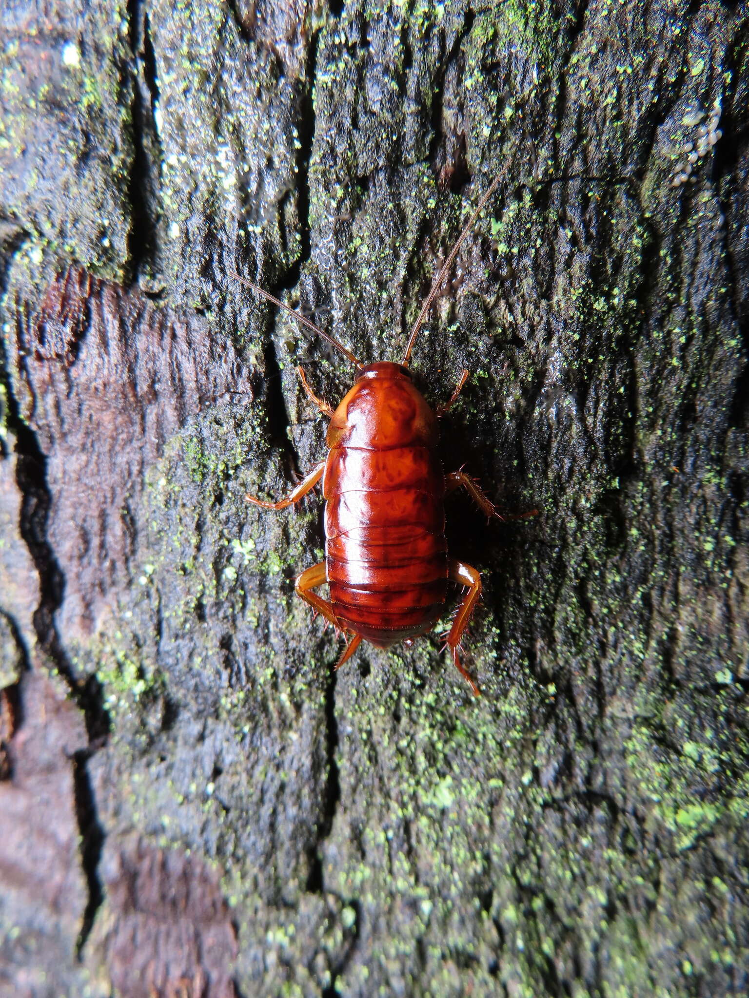 Image of Yamato Cockroach