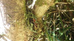 Image of Asplenium trilobum Cav.
