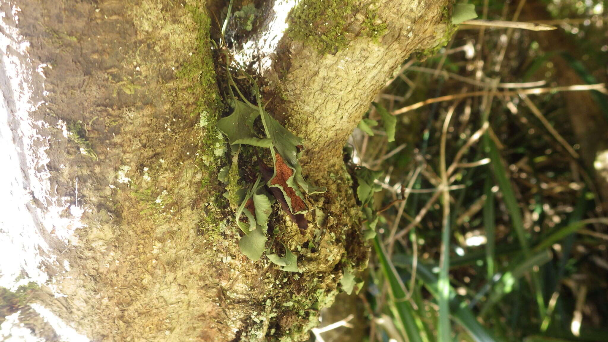 Image of Asplenium trilobum Cav.