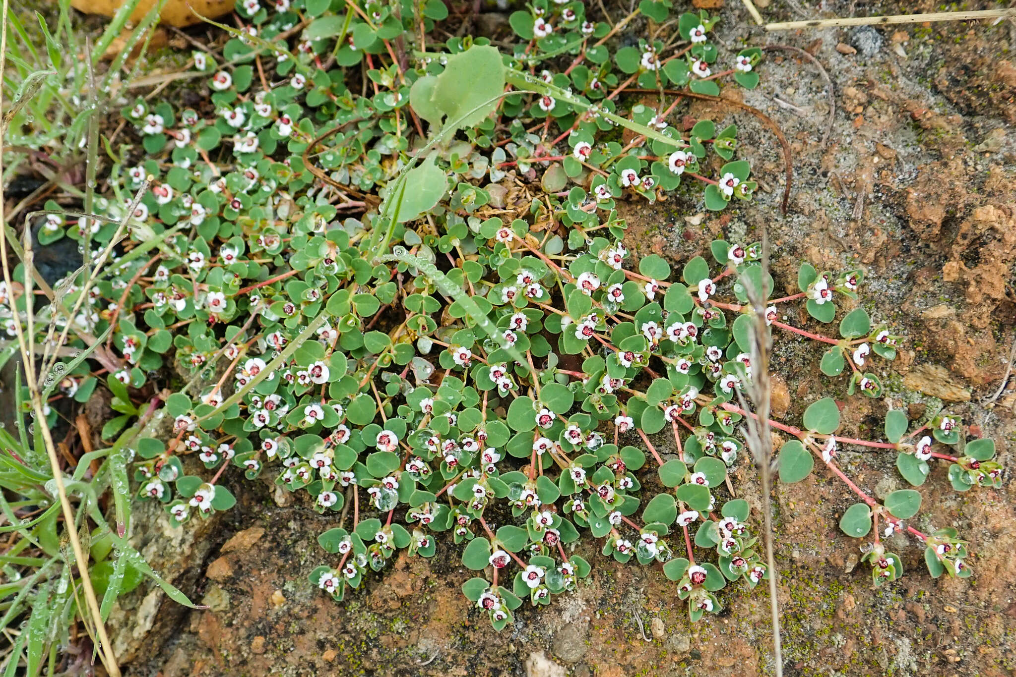 Image de <i>Euphorbia <i>polycarpa</i></i> var. polycarpa