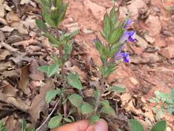 Image of Salvia heldreichiana Boiss. ex A. DC.