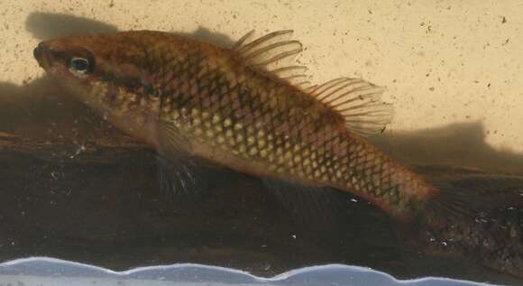 Image of Western pygmy perch