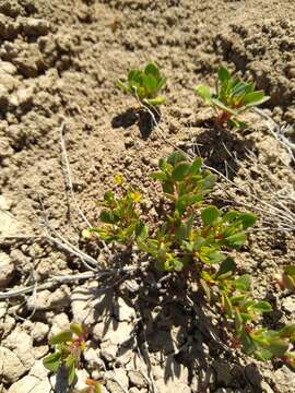 Image of salty buckwheat