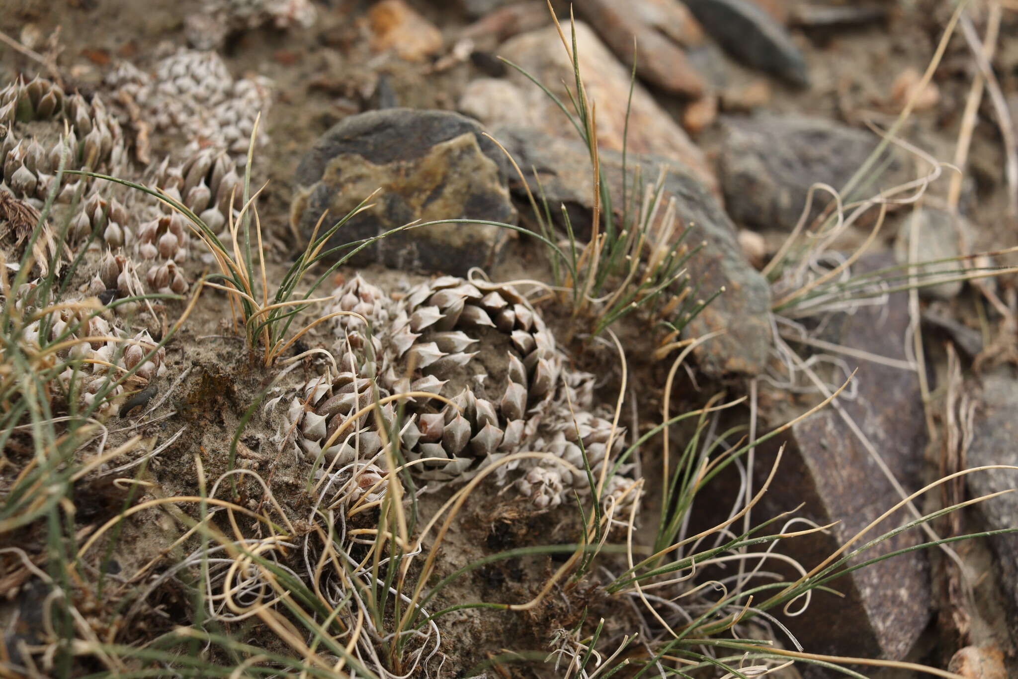 Image de Orostachys thyrsiflora (DC.) Fisch. ex Sweet