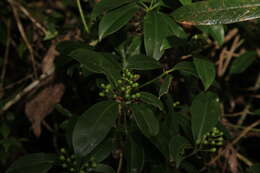 Imagem de Skimmia japonica var. orthoclada (Hayata) T. C. Ho