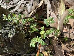 Image of Mentha laxiflora Benth.