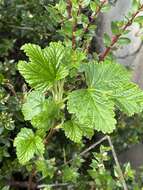 Image of Ribes magellanicum Poir.