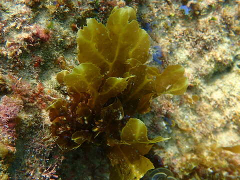 Dictyopteris serrata (Areschoug) Hoyt 1920 resmi