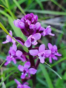 Image de Orchis brancifortii Biv.