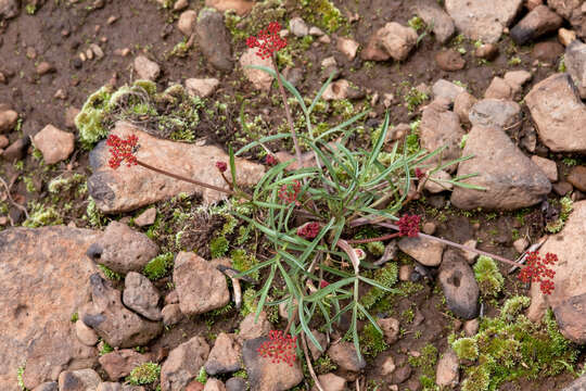 Image of alpine false springparsley