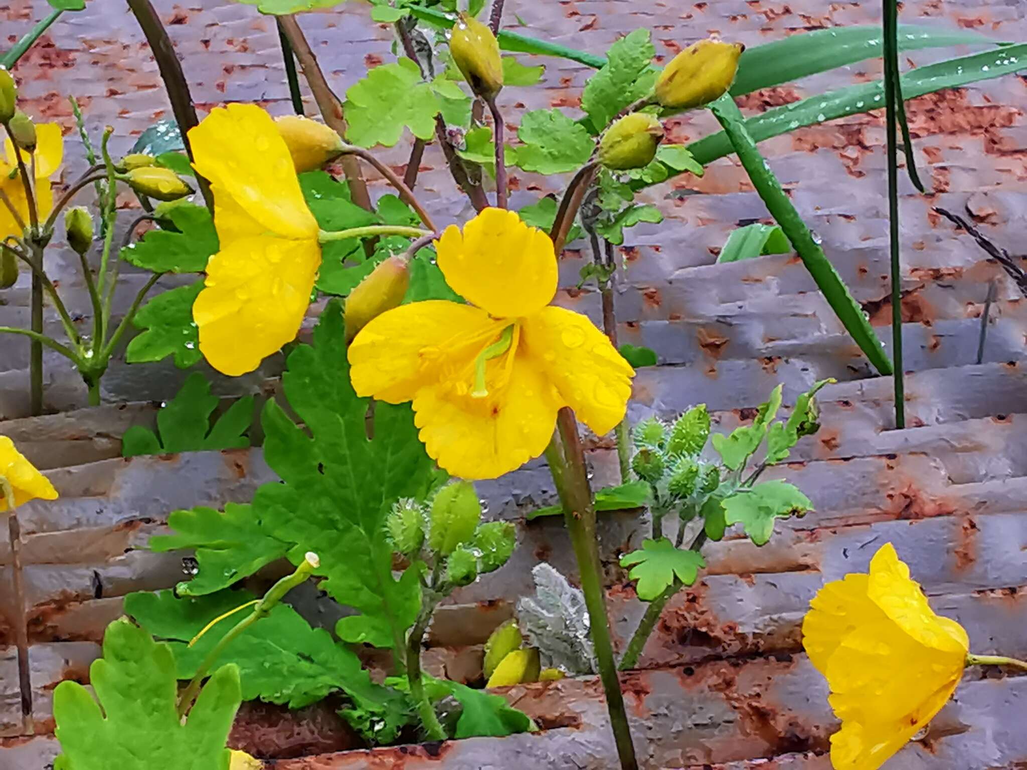 Image of Chelidonium asiaticum (Hara) A. Krahulcová