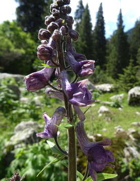 Image of Aconitum leucostomum Vorosh.