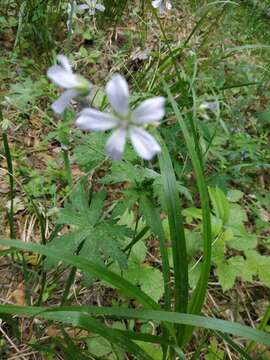 Plancia ëd Geranium albiflorum Ledeb.