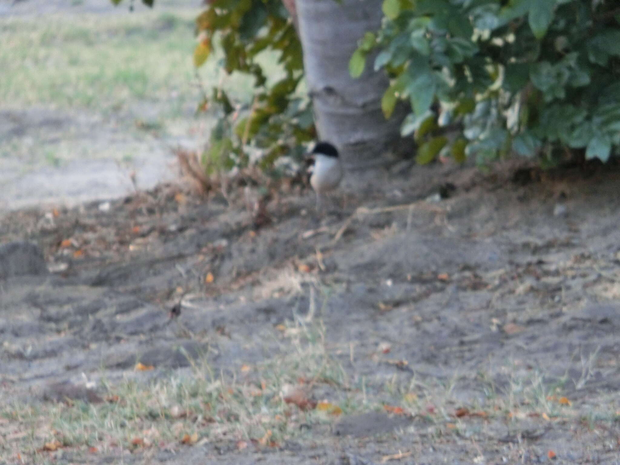 Image of Tropical Boubou