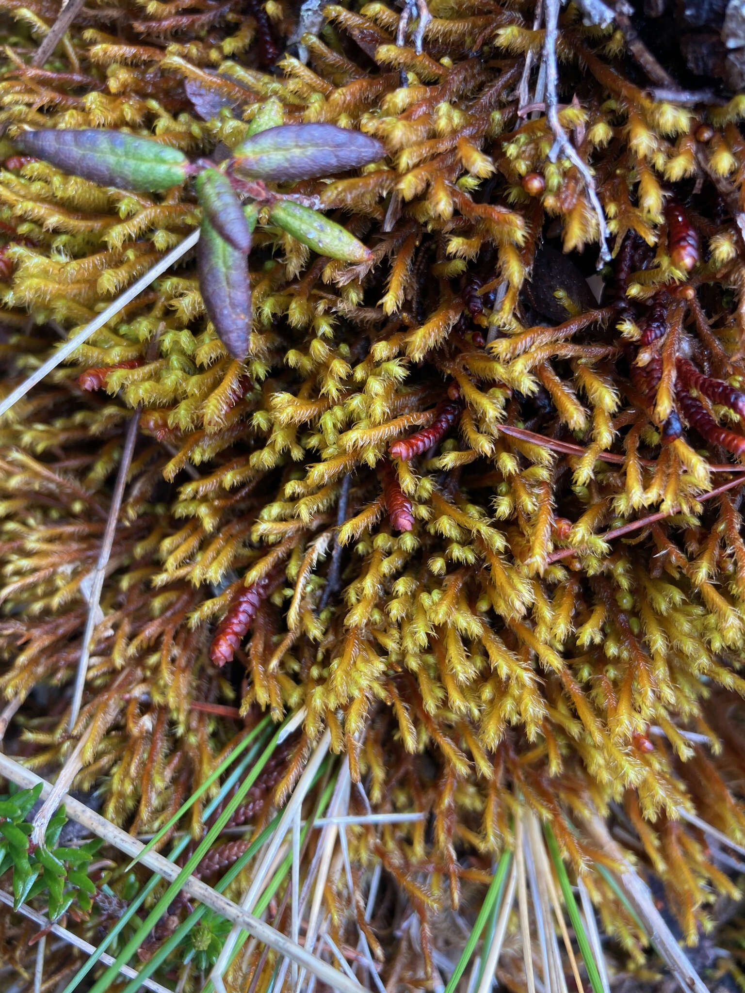Image of Purple Spoonwort