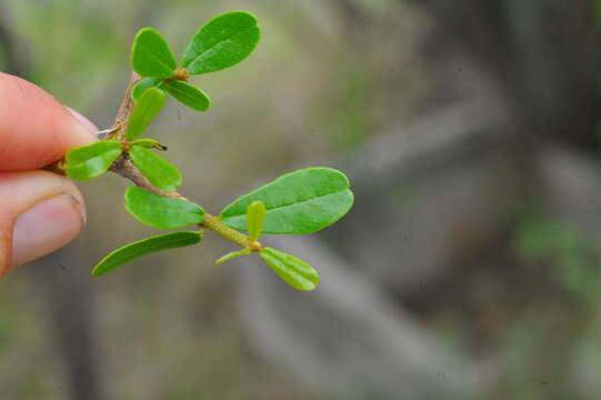 Image of Tabebuia myrtifolia (Griseb.) Britt.