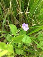 Image de Convolvulus siculus L.