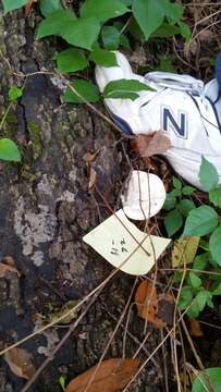 Trametes cubensis (Mont.) Sacc. 1891的圖片