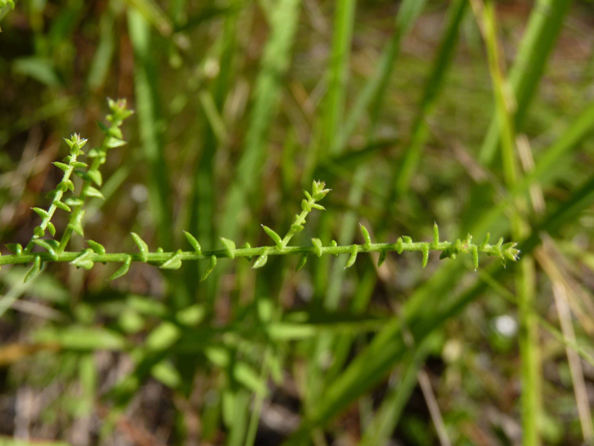 Image of Walter's aster