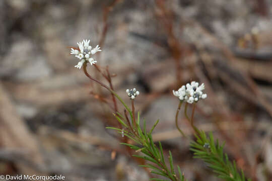 Image of Conospermum taxifolium C. F. Gaertner