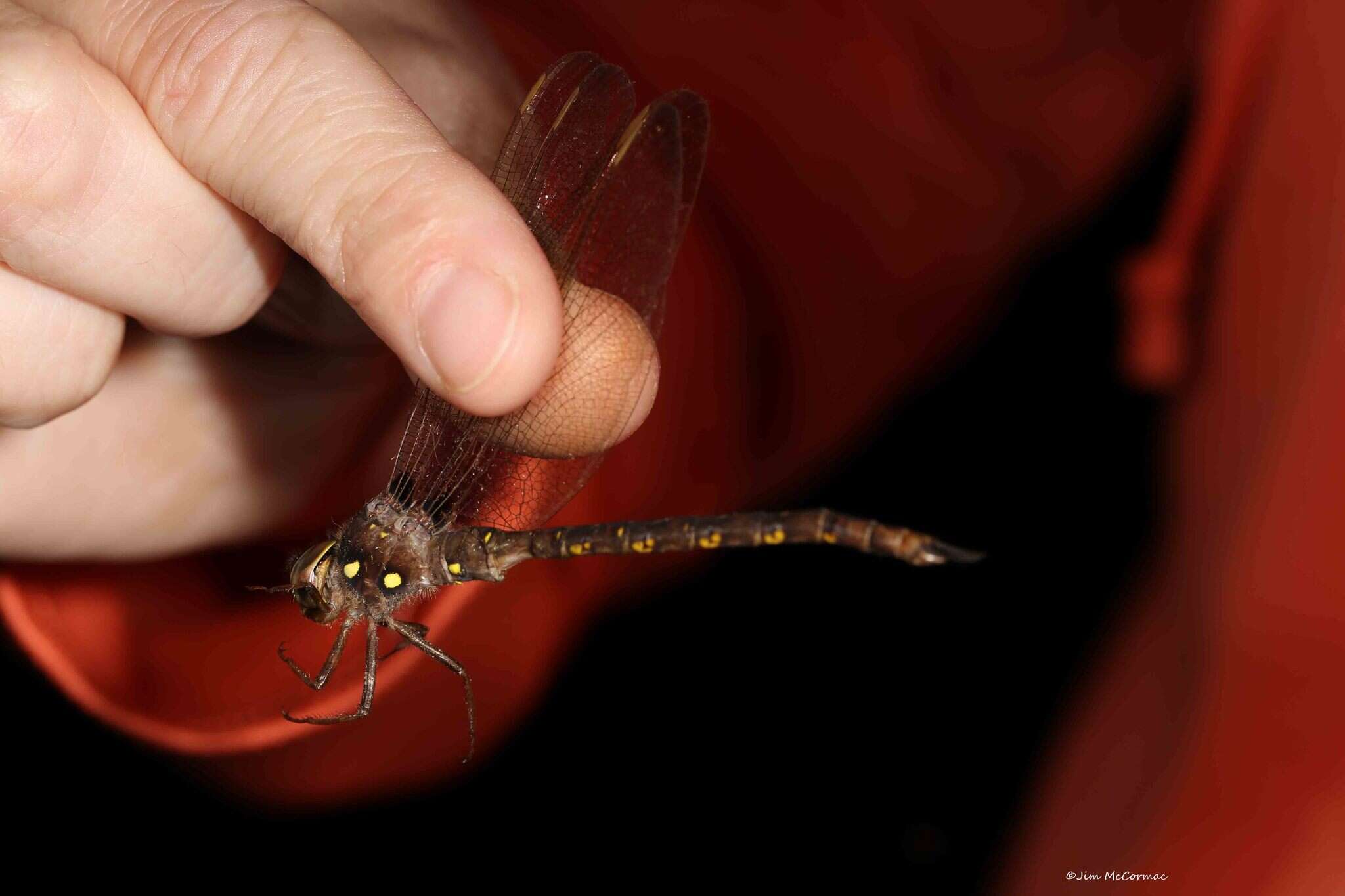 Image of Spotted Darners