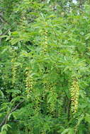 Plancia ëd Laburnum alpinum (Mill.) Bercht. & J. Presl