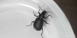 Imagem de Calosoma (Ctenosta) orientale Hope 1833