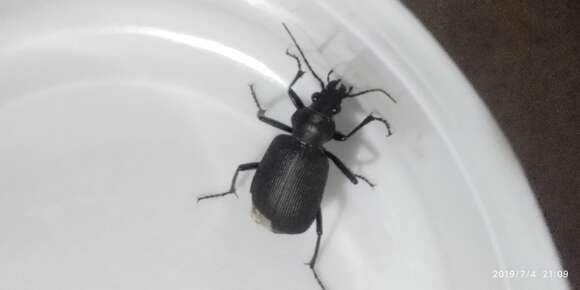 Image de Calosoma (Ctenosta) orientale Hope 1833