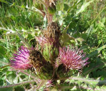 Image of Cirsium esculentum (Siev.) C. A. Mey.